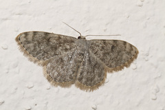 Scopula asellaria