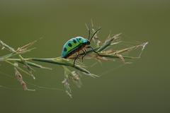 Chrysocoris purpureus