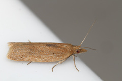 Clepsis coriacanus