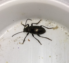Tarpela micans