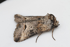 Abrostola canariensis