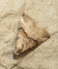 Zebeeba falsalis