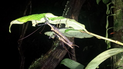 Pseudophasma bispinosum