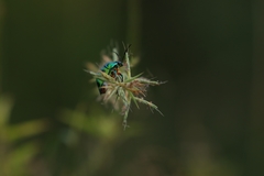 Chrysocoris purpureus