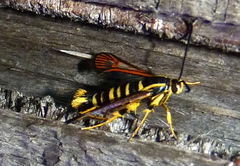 Synanthedon arkansasensis