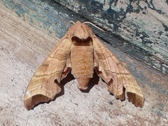 Likoma apicalis