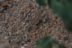 Sitana ponticeriana