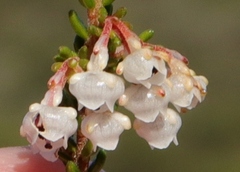 Erica spectabilis