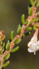 Erica spectabilis