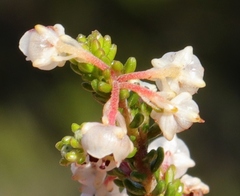 Erica spectabilis