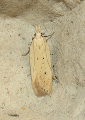 Nothris verbascella