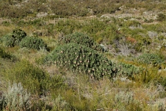 Lobostemon belliformis