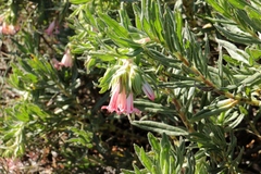 Lobostemon belliformis