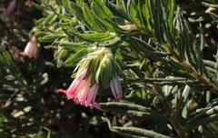 Lobostemon belliformis