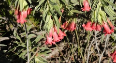 Lobostemon belliformis