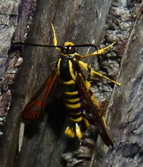 Synanthedon arkansasensis