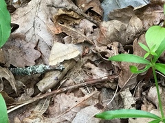 Zanclognatha lunalis