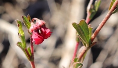 Hermannia joubertiana