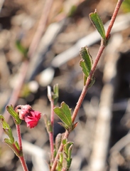 Hermannia joubertiana