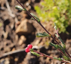 Hermannia joubertiana