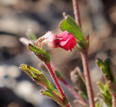 Hermannia joubertiana