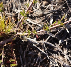 Hermannia joubertiana