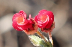 Hermannia joubertiana