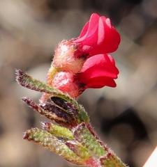 Hermannia joubertiana