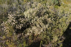 Erica spectabilis