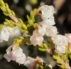 Erica spectabilis
