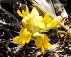 Rhynchosia ferulifolia