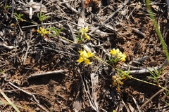 Rhynchosia ferulifolia