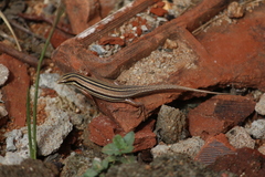 Eutropis bibronii