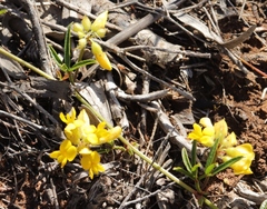 Rhynchosia ferulifolia