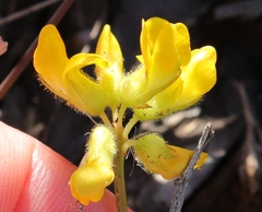 Rhynchosia ferulifolia