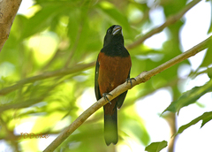 Sporophila angolensis