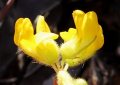 Rhynchosia ferulifolia