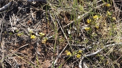 Rhynchosia ferulifolia