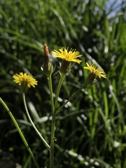 Picris hieracioides morrisonensis