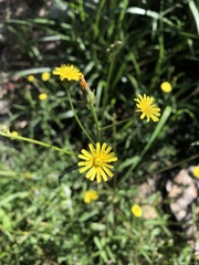 Picris hieracioides morrisonensis