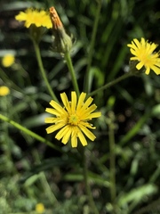Picris hieracioides morrisonensis