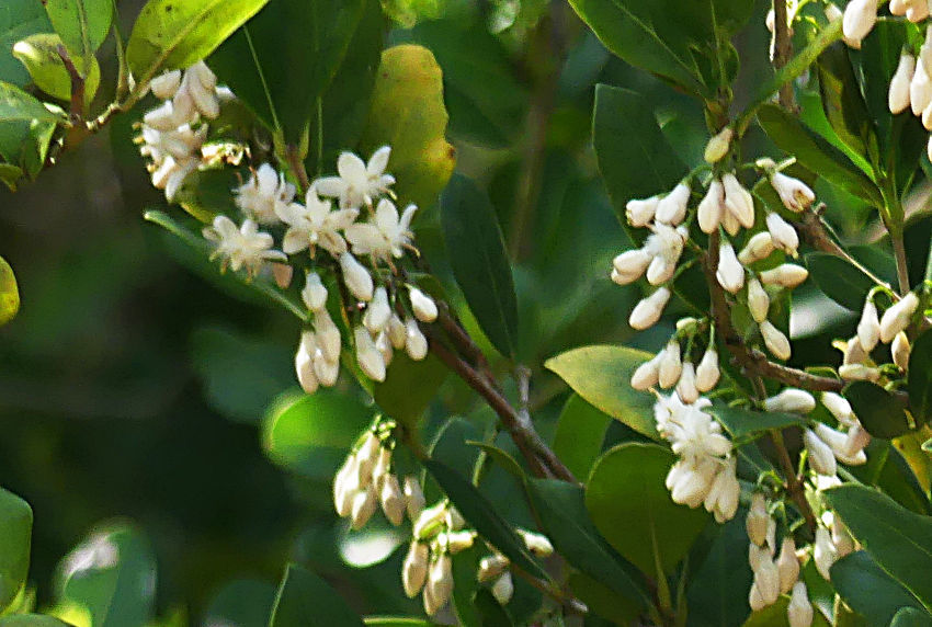 Tricalysia sonderiana