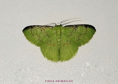 Tachyphyle costiscripta