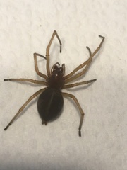 Cheiracanthium punctorium