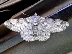 Cleora nigrisparsalis