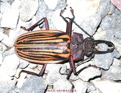 Macrodontia batesi