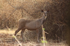 Rusa unicolor