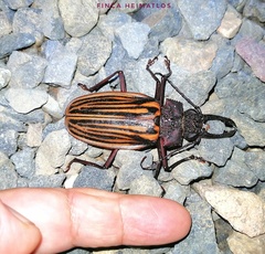 Macrodontia batesi