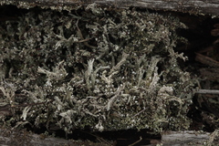 Cladonia cariosa