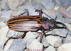 Macrodontia batesi